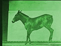 horseback