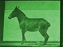 equine welfare