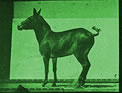 endurance riding