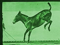 horseback
