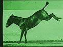 equine welfare