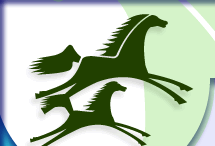 dressage